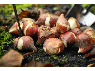 Wie man Blumenzwiebel pflanzt 